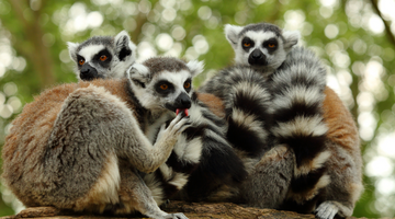 group of lemurs