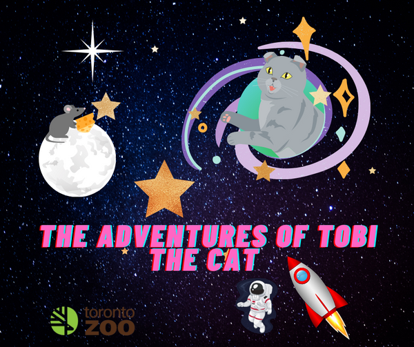 The Adventures of Tobi the Cat