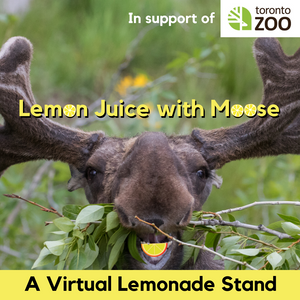 Lemon Juice with Moose - Explorer Hop